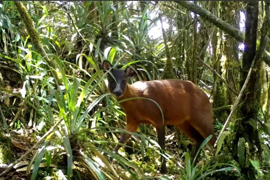 El venado de páramo ("Mazama rufina") habita en los Andes, entre Colombia y Ecuador.