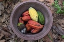 Un grano con futuro: el panorama de la producción del cacao en Colombia