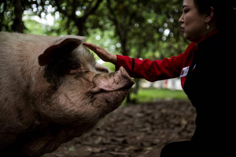 "Zhu Jianqiang", o cerdo fuerte en español, se convirtió en un héroe nacional para la provincia de Sichuan en China tras el terremoto de 7.9 en 2008. / AFP