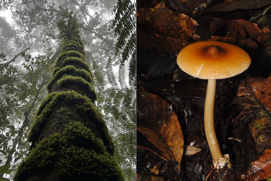 Las redes micorrízicas son asociaciones simbióticas entre las raíces de las plantas y los hongos.