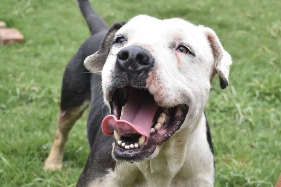 El Instituto Distrital de Protección y Bienestar Animal abre sus jornadas moviles los días 23 de cada mes y todos los miércoles tiene turnos en la Unidad de Cuidado Animal.