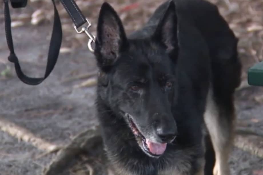 Bella fue adoptada siendo apenas una cachorra.