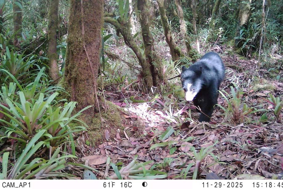 En la imagen se ve a un oso andino juvenil, en jurisdicción del municipio de Colombia.