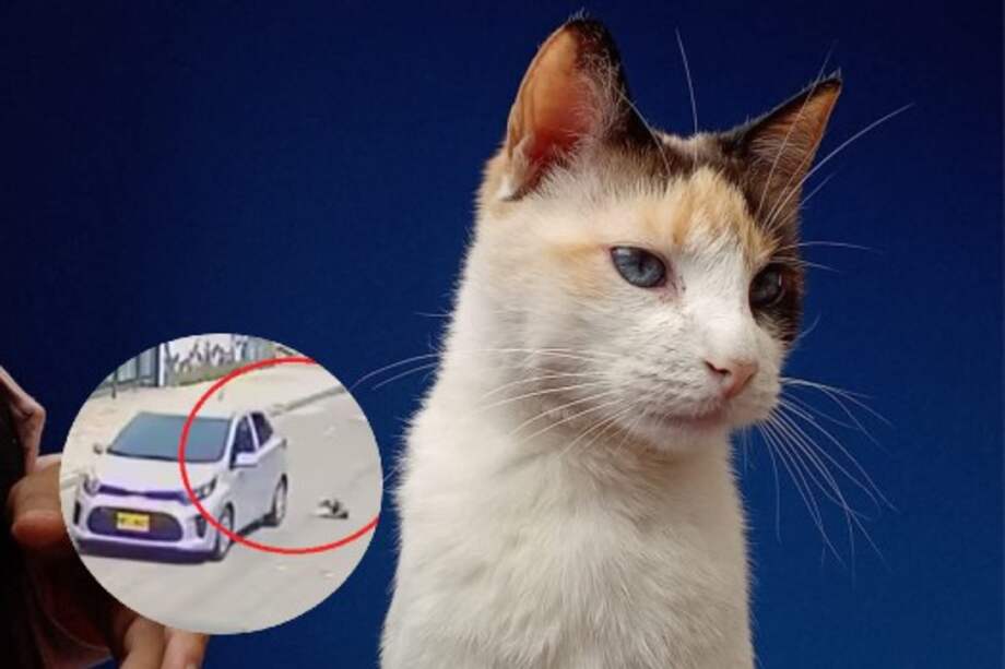 Lita, la gata que se vio cayendo de un carro en un video, se encuentra en buen estado de salud. Su dueña contó lo que realmente sucedió.