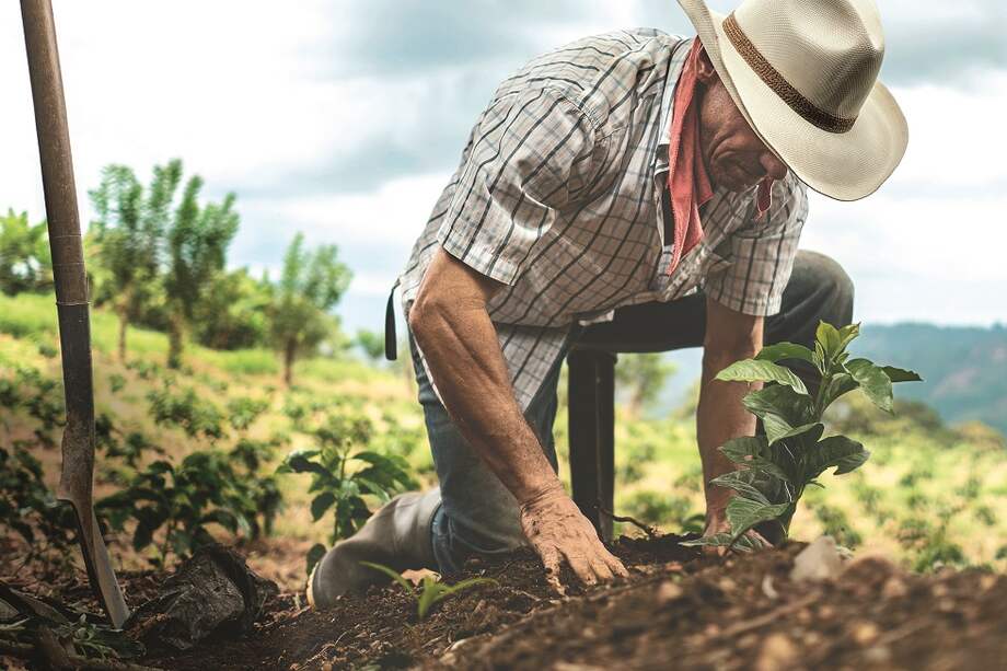 Familias y productores campesinos podrán posicionar sus productos y servicios en mercados a diferentes escalas con el Programa Alianzas para la Competitividad Territorial. / Getty Images