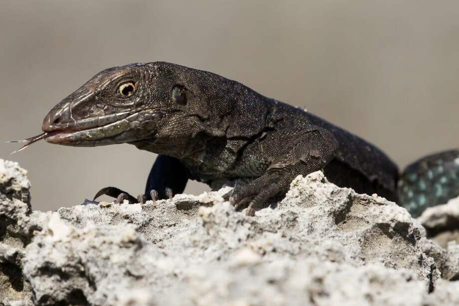 El lagarto sombrerero de tierra es una especie endémica de la Isla del Sombrero, en Anguila.