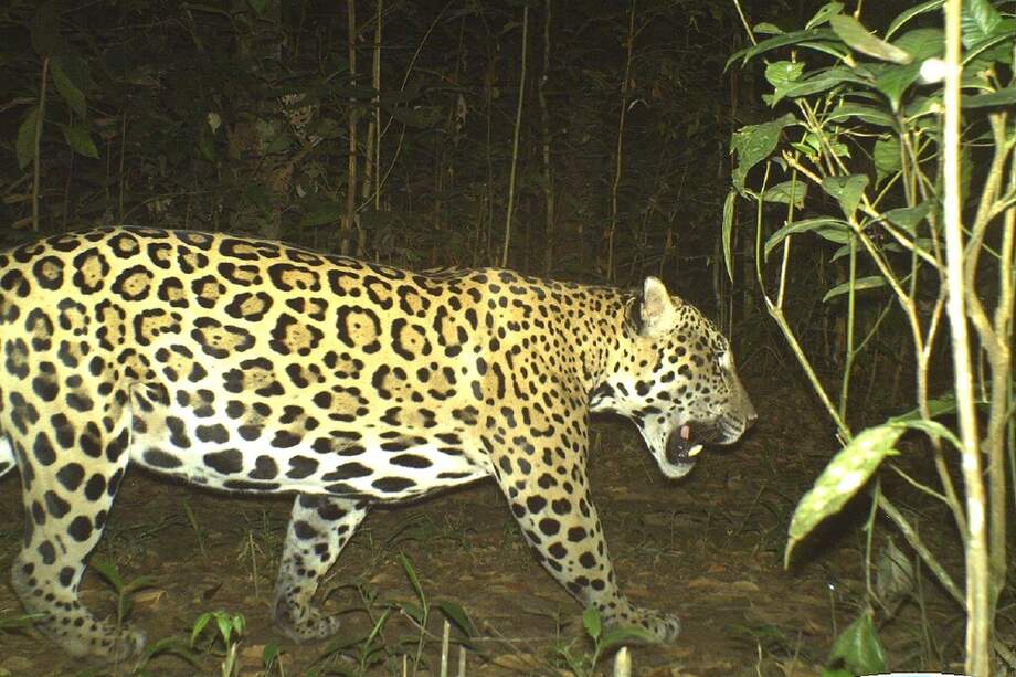 El jaguar (“Panthera oca”) es una de las especies que se han registrado en el banco de hábitat del Meta. / Cortesía Terrasos