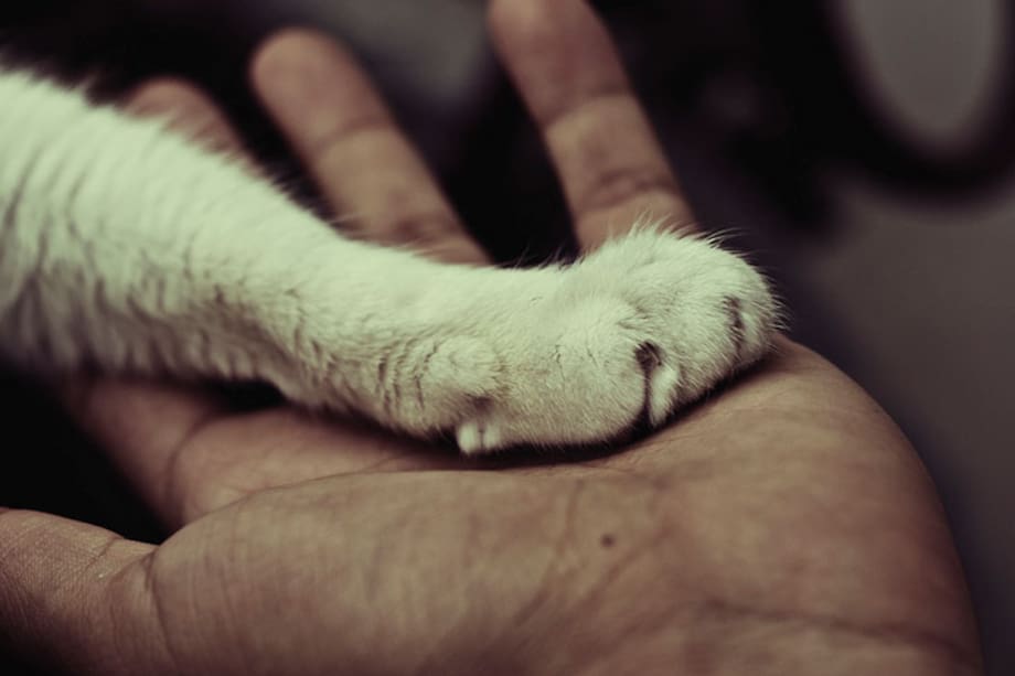 Virgo: todos necesitamos apoyo