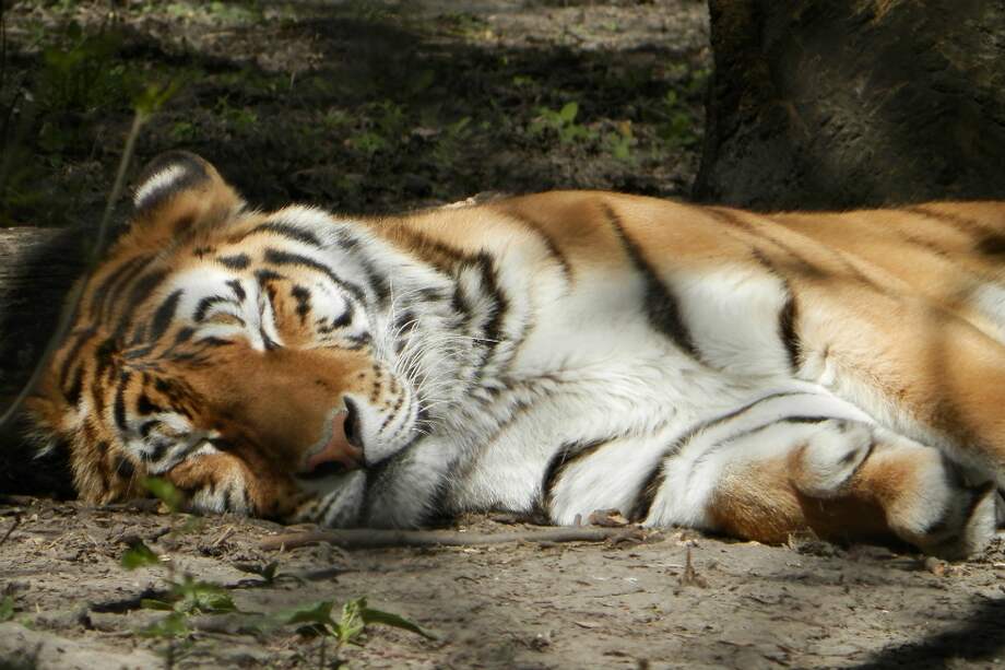 Tigre siberiano. Foto de referencia. / Pixabay