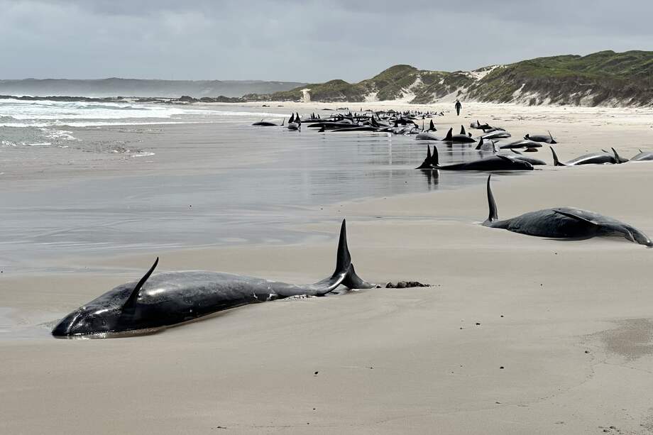 Imagen de los cetáceos varados en la playa de Tasmania.