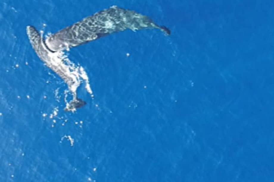 Fragmento de un video en que los cachalotes se dan cabezazos.