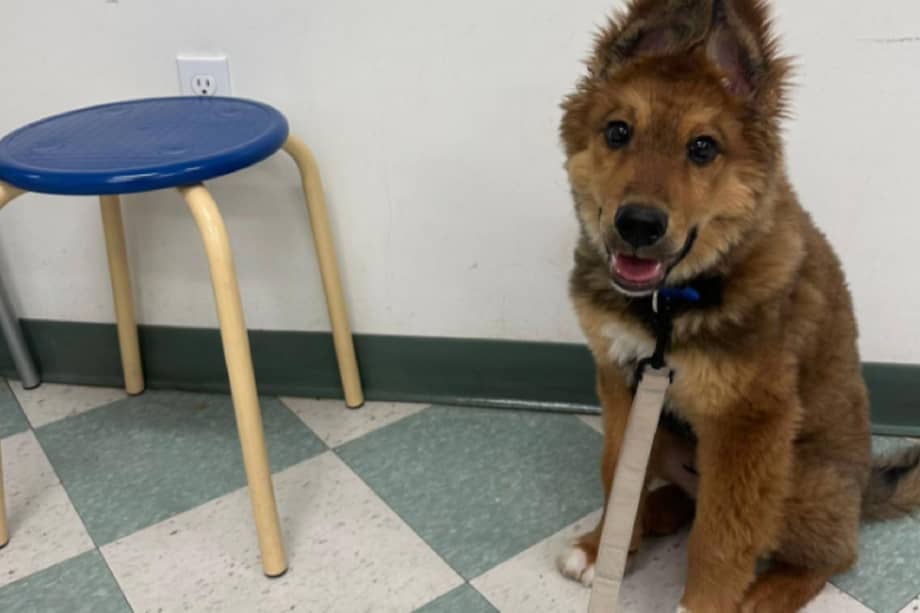 De acuerdo con su dueña, al inicio Teddy temía prácticamente todos los sonidos del exterior.