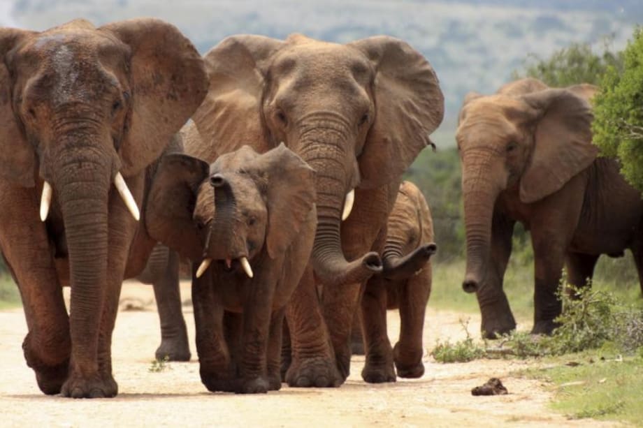 Mujer Tauro, descubre tu animal de poder