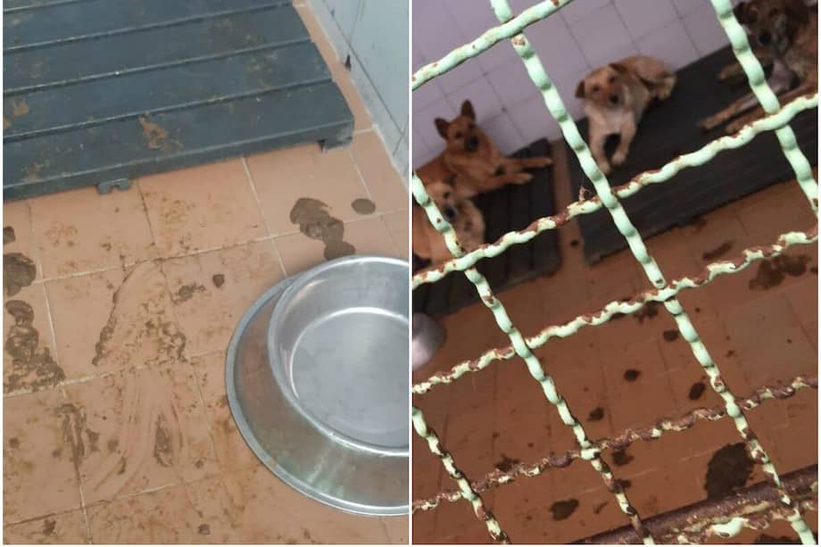 Estas fueron algunas de las fotos que publicó el colectivo de animalistas en sus redes sociales. En estas imágenes se puede notar que hay excremento en los espacios donde permanecen los caninos. / Cortesía.