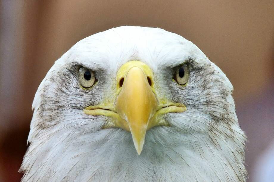 Las poblaciones de águila calva, uno de los símbolos de Estados Unidos, se han recuperado gracias a la protección de especies en peligro. / Pixabay.