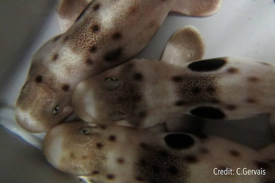 Los tiburones epaulette son conocidos por su resiliencia al cambio, incluso a la acidificación de las aguas. Si estas especies no pueden tolerar el calentamiento de las aguas, ¿cómo van a sobrevivir las otras especies menos tolerantes?, se preguntan los investigadores.