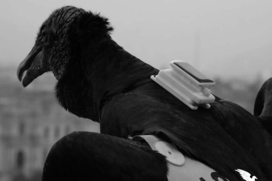 Uno de los diez gallinazos que sobrevuelan Lima equipados con GPS. / Campaña Gallinazo Avisa