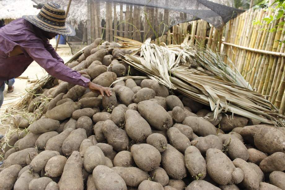 El Carmen de Bolívar, San Jacinto, San Juan y otros municipios de Sucre y Córdoba están en crisis por los bajos precios del ñame. / Marcela Madrid Vergara