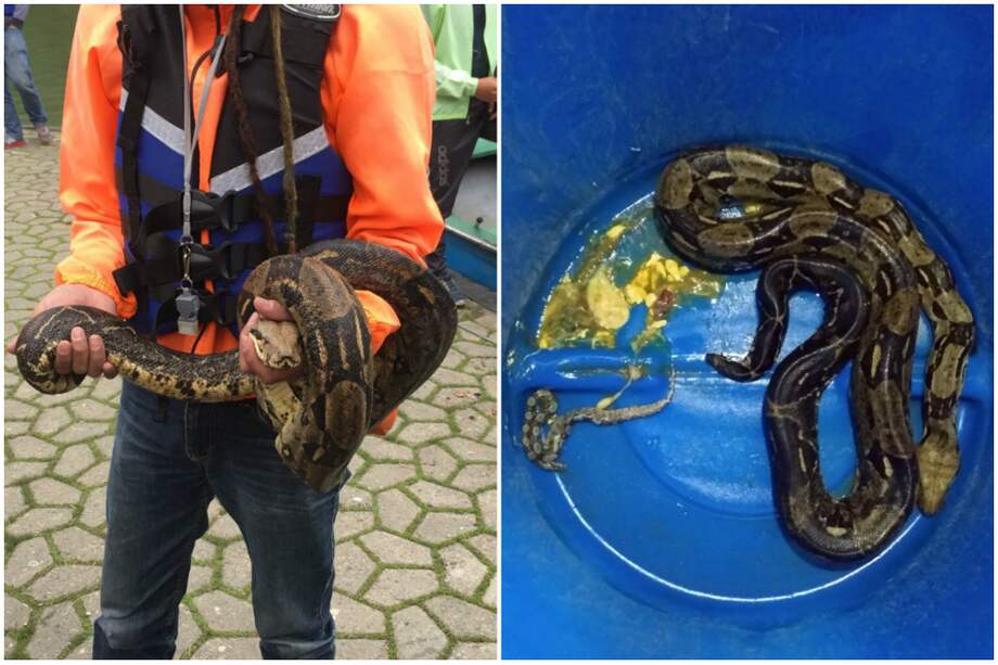 La boa constrictor hallada dio a luz una cría de 45 centímetros de longitud. / Cortesía: Secretaría de Ambiente.