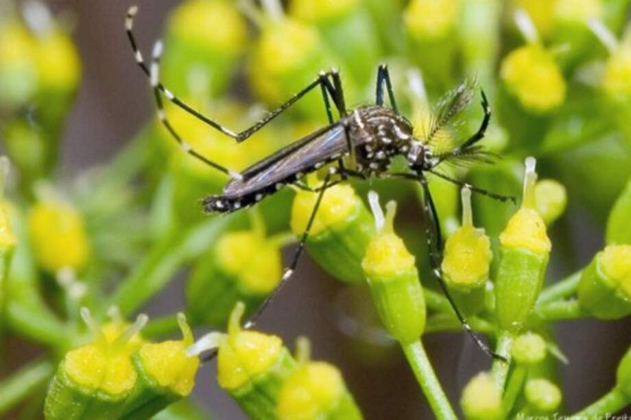 Flickr - Marcos Teixeira de Freitas / Flickr - Marcos Teixeira de Freitas
