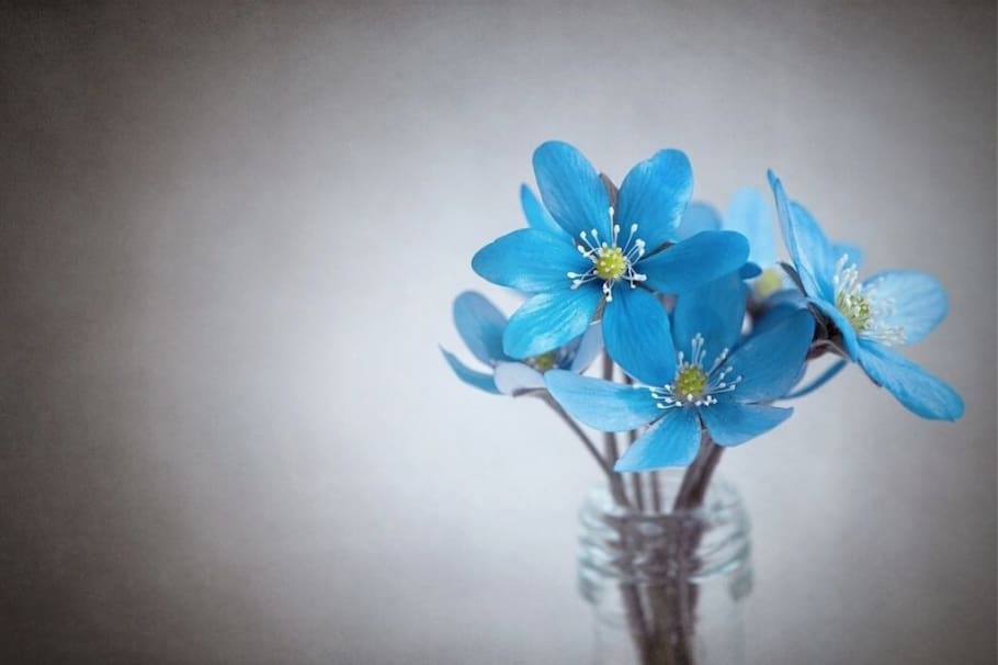 Estos consejos serán de gran utilidad para darle más vida a tus flores