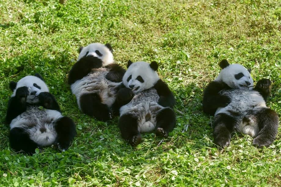 Meimei y Hehe comiendo junto a otros dos osos pandas en la reserva nacional natural de Wolong en Wenchuan, China.