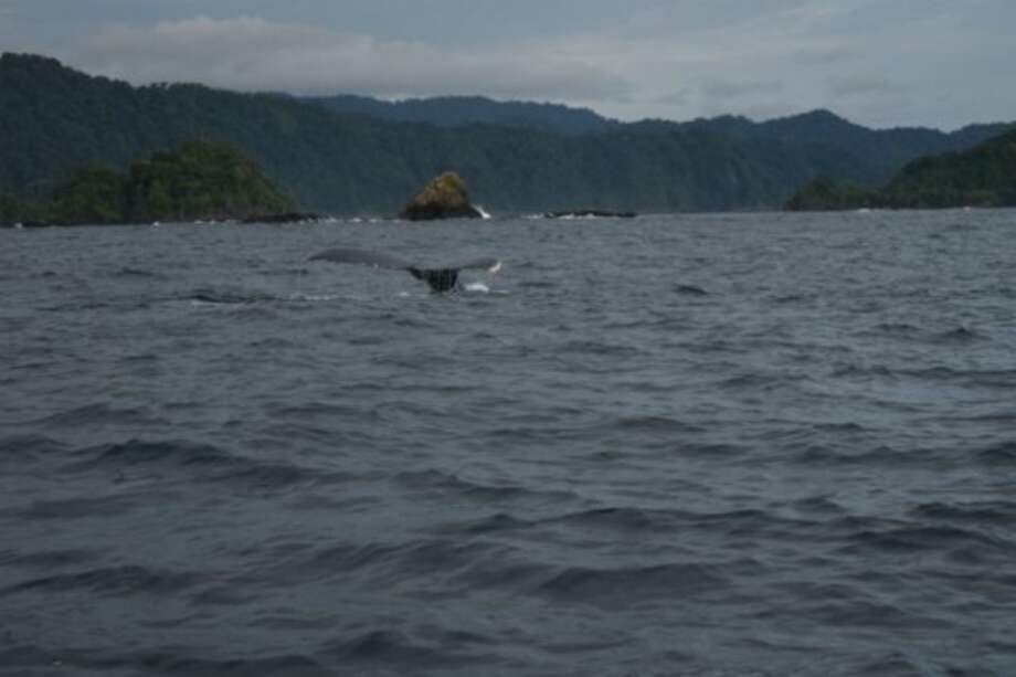 Las ballenas jorobadas viajan aproximadamente 25.000 kilómetros desde las frías aguas de la Antártida hasta las costas chocoanas para aparearse y tener sus crías. / Karen Juliete Rojas Gaitán