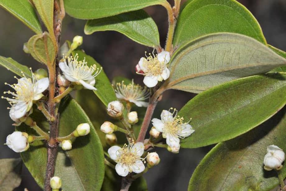 Flores del árbol recién bautizado como Rhodamnia zombi antes de que la infección por roya del mirto detuviera todo nuevo crecimiento.