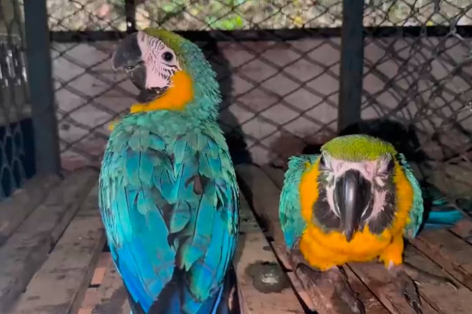 Las aves fueron halladas visiblemente debilitadas y estresadas.