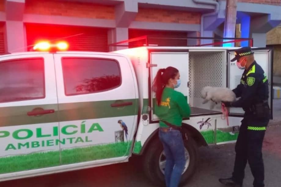 'Nina' fue rescatada por la Policía y puesta a disposición del Instituto Distrital de Protección y Bienestar Animal.