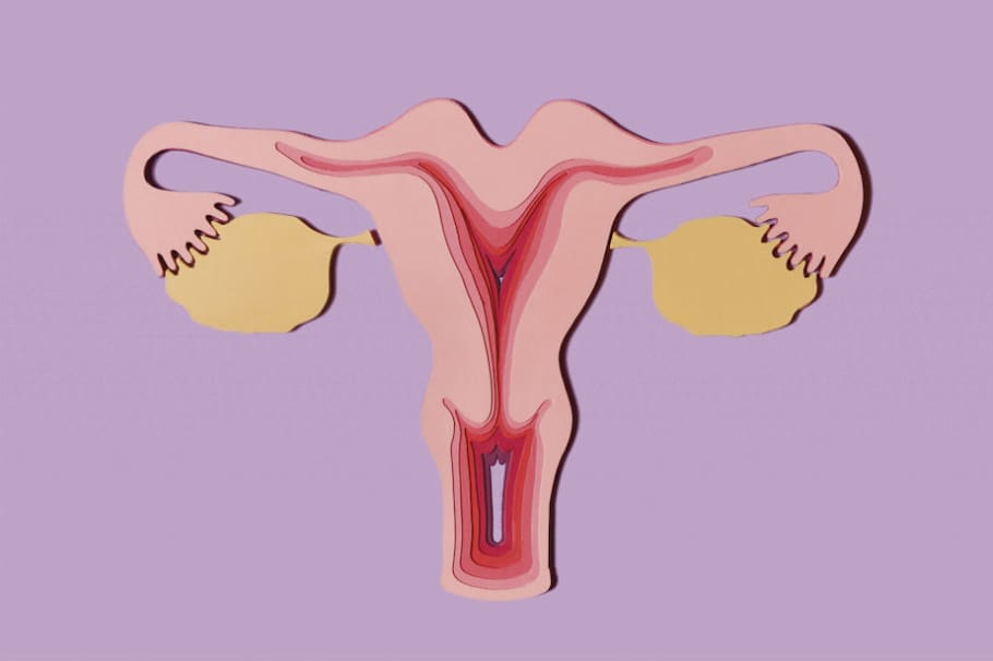 La rareza de tener un útero en forma de corazón