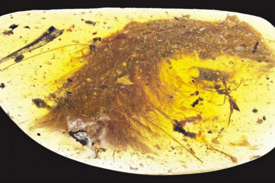El hallazgo de la cola de dinosaurio fue en Birmania. / Current Biology