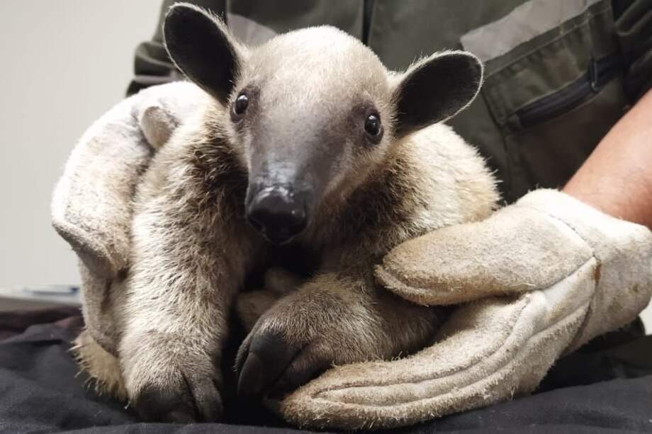 Rescatan a oso hormiguero que estaba en poste de luz en Engativá.