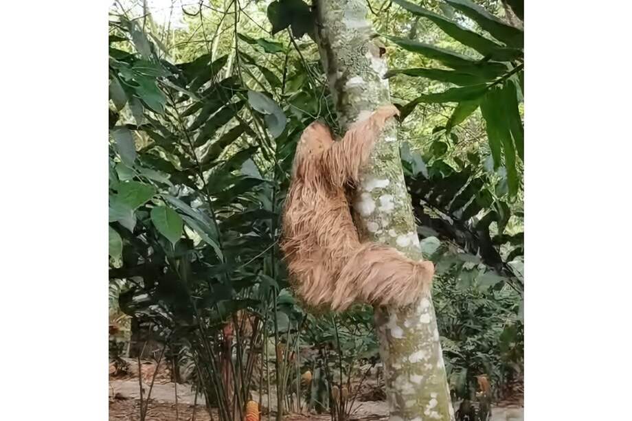 Los animales silvestres no son mascotas y mantenerlos en los hogares es ilegal y perjudica su bienestar.