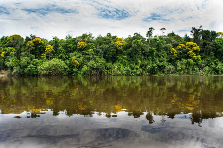 Cerca del 77% de las hectáreas de bosque que cubren al país se encuentran ubicadas en la amazonía colombiana. / Sebastián Ramírez
