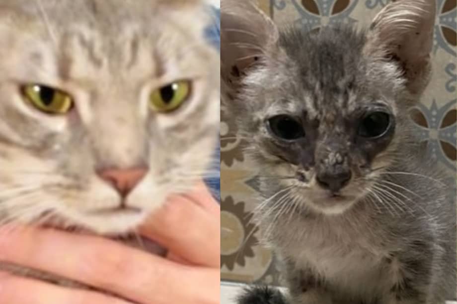 El antes y después de Freddy, uno de los protagonistas más queridos de @chemanimals.