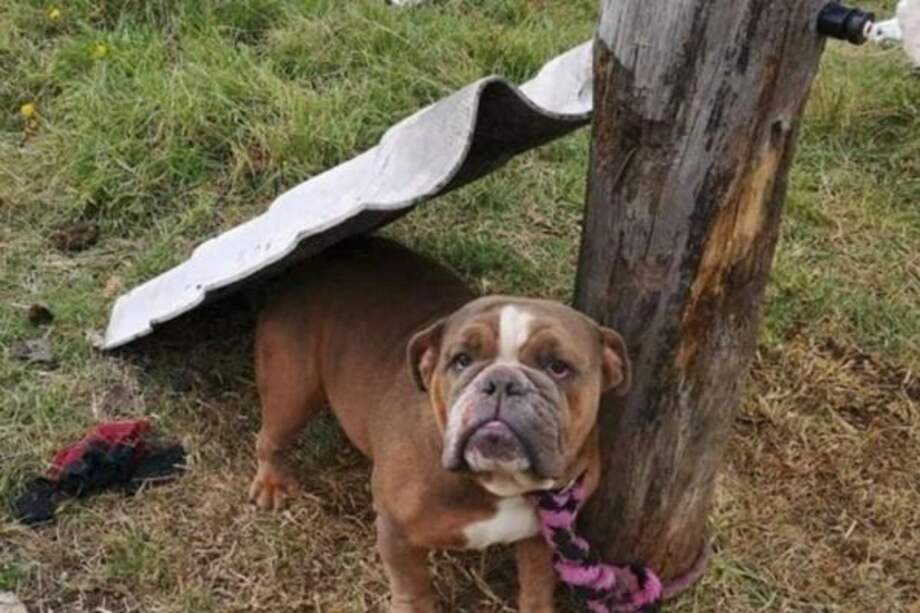 La fundación ubicada en el municipio de Ubaté, Cundinamarca, mantenía en pésimas condiciones a los perros que albergaba.