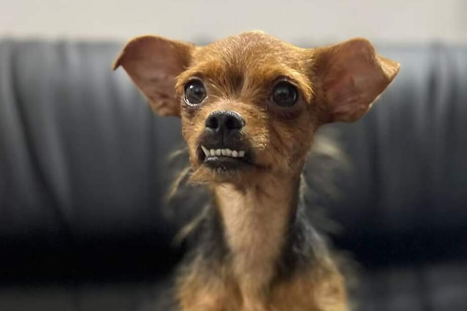 Eva fue rescatada de un criadero. Actualmente, tiene cerca cinco años.