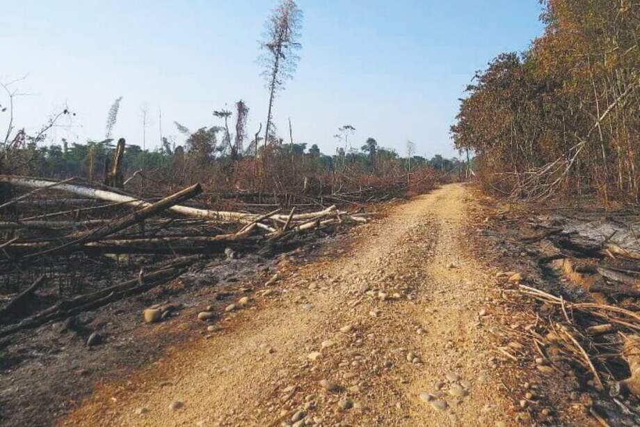 Como en Colombia, en Brasil la deforestación de la Amazonia se ha convertido en un problema imparable. / PNN de Colombia