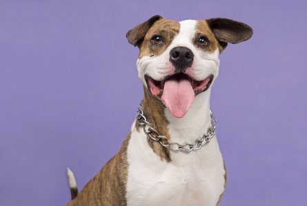 Ni peligrosos ni violentos: una mirada distinta a las razas de manejo especial