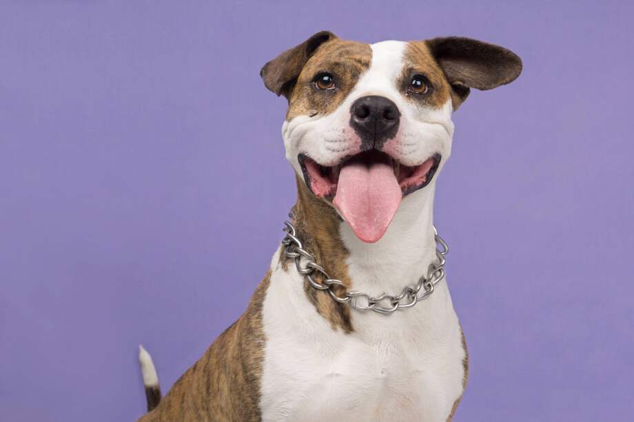 Todos pueden ser equilibrados y afectuosos si crecen en entornos estables y reciben una socialización adecuada.