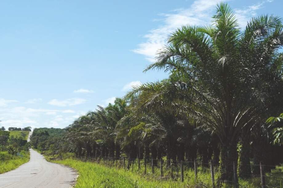 Para llegar a Caño La Sal hay que atravesar una carretera con miles de hectáreas de palma de aceite. / Cortesía