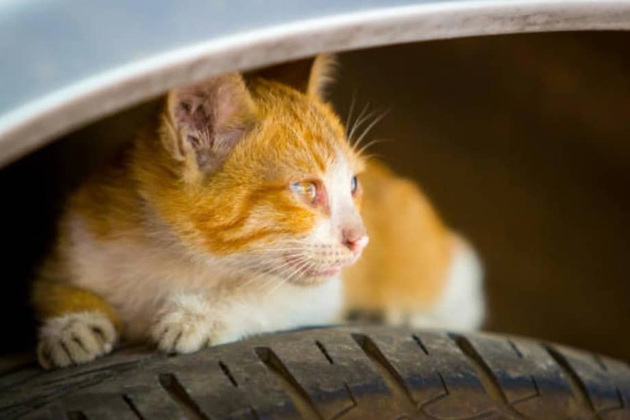 Un simple golpe al capó antes de arrancar puede evitar que gatos escondidos en el motor resulten heridos o mueran.
