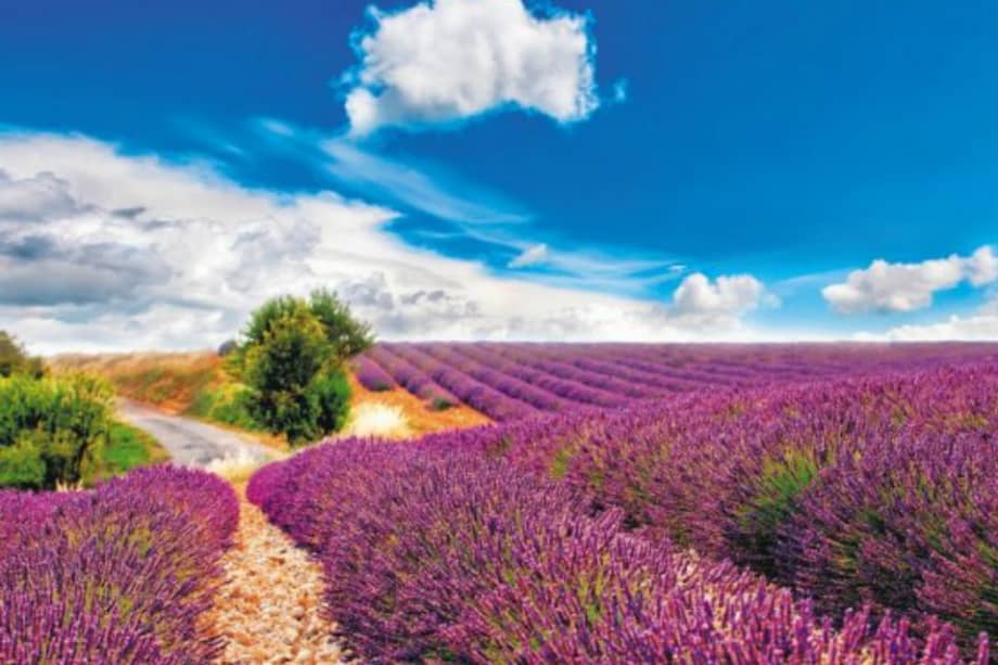Más de 1.000 km componen las siete rutas que atraviesan los campos de lavanda en Francia. / iStock