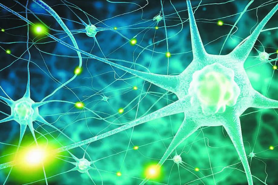 Primer mapa en 3D de las conexiones neuronales