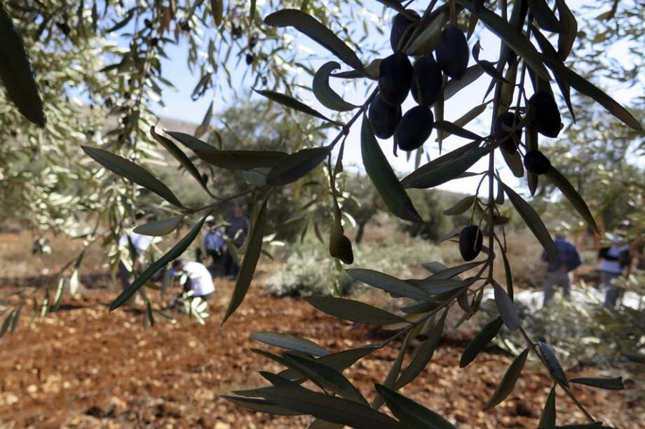 La ardua tarea de recoger aceitunas en Palestina bajo la ocupación