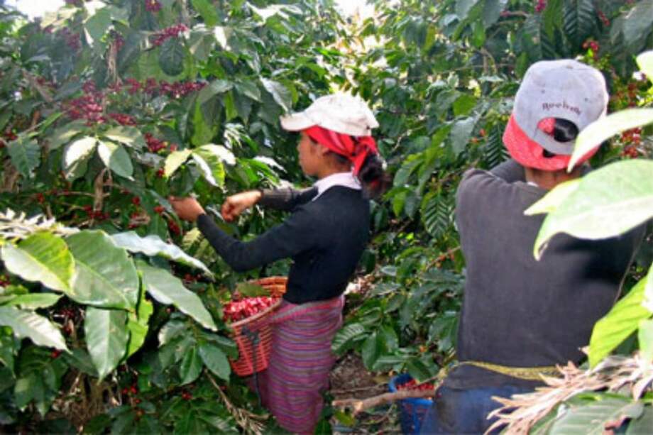 El café guatemalteco se exporta en un 45% a EE.UU., un 24 a UE y un 17 a Japón. / Archivo