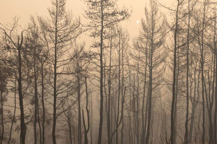 El Grupo Ecopetrol se comprometió a proteger 30.000 hectáreas de ecosistemas estratégicos.