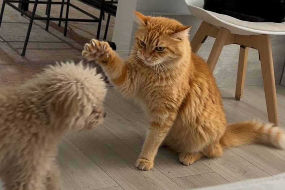 Gato adoptado naranjito
