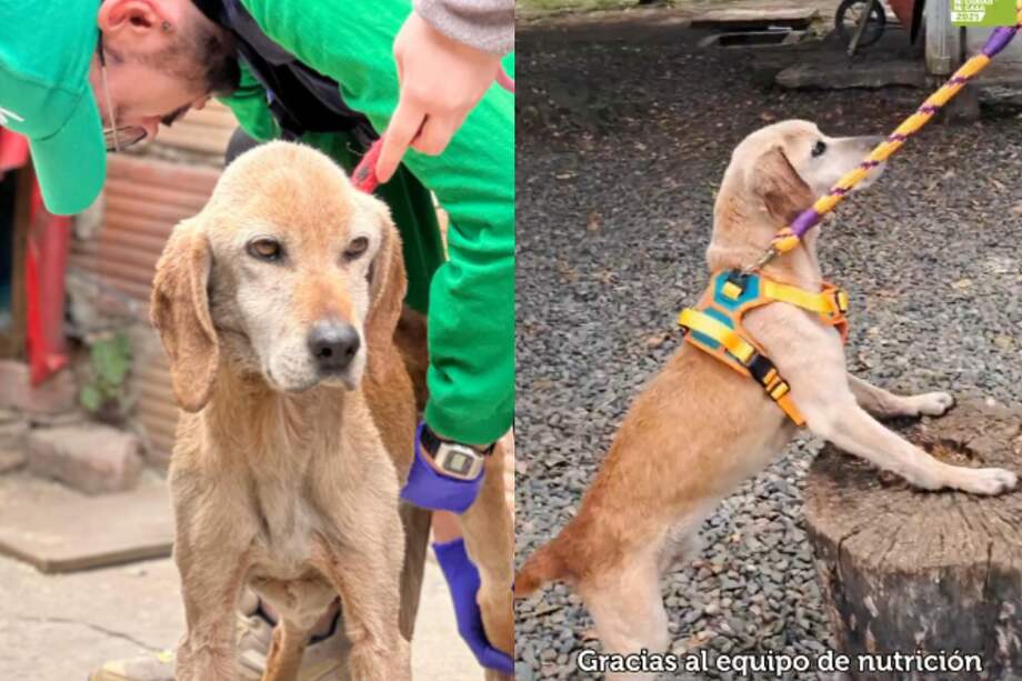 Coffe ingresó a la Unidad de Cuidado Animal pesando alrededor de 13 kilos.